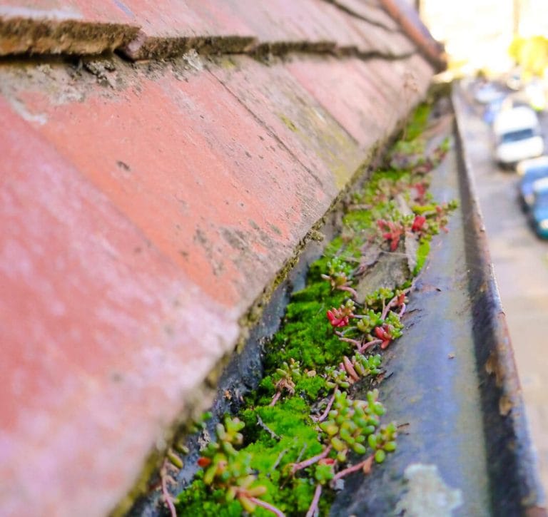 Gutter Cleaning and Maintenance Paul's Cleaning Sydney